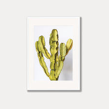 Load image into Gallery viewer, The Ammak Cactus Photo Art Print
