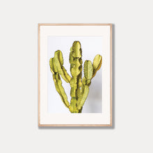 Load image into Gallery viewer, The Ammak Cactus Photo Art Print
