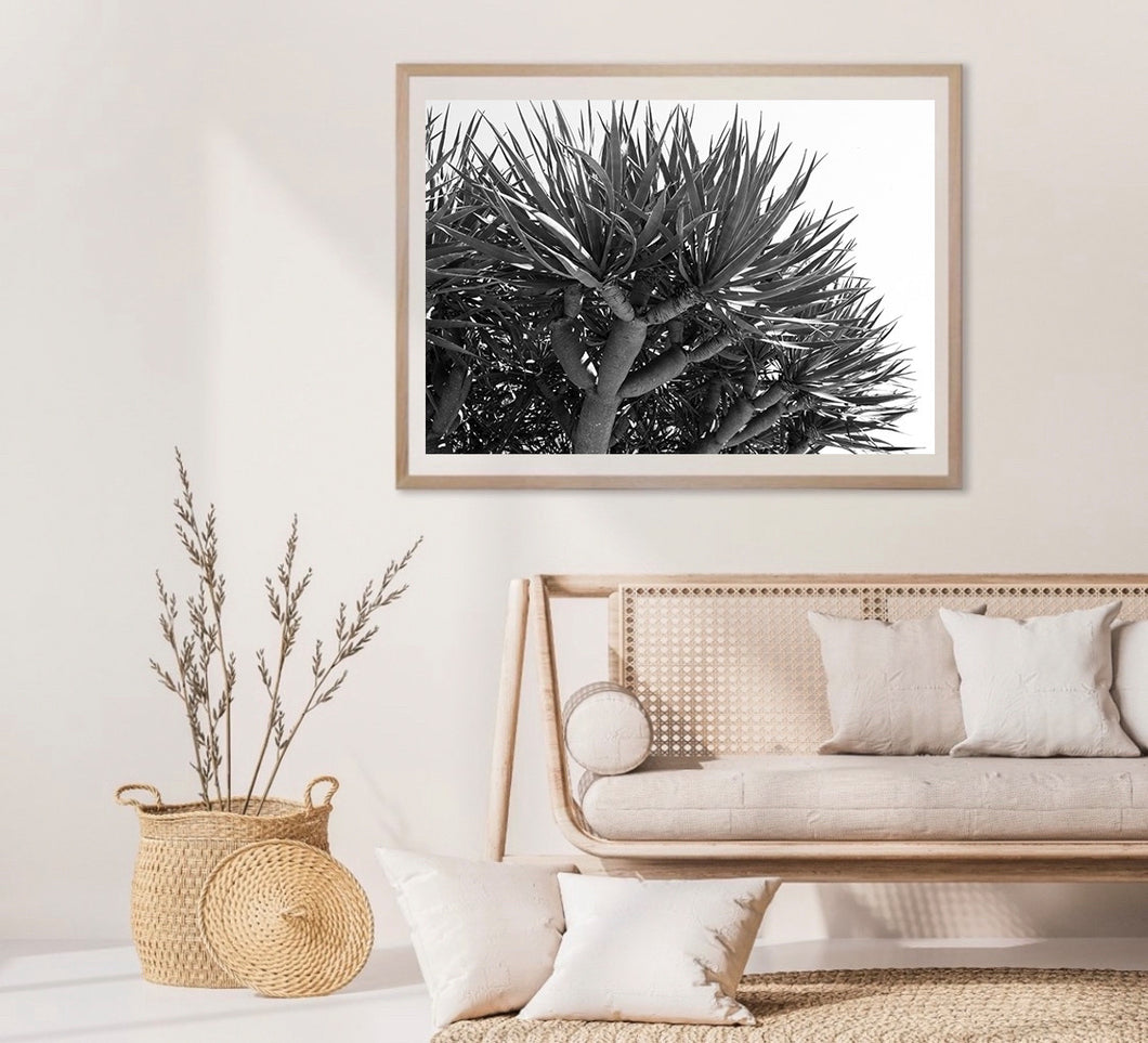 Dragon tree Black and White print - White border recommended