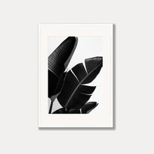 Load image into Gallery viewer, Strelitzia Palm Birds of Paradise - Black &amp; White Photo Art Print
