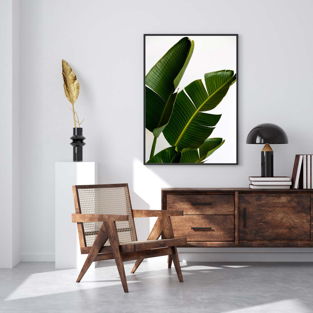 Strelitzia Palm Birds of Paradise Photo Art Print