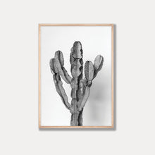 Load image into Gallery viewer, The Ammak Cactus  - Black &amp; White Photo Art Print
