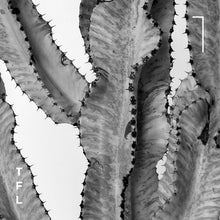 Load image into Gallery viewer, The Ammak Cactus  - Black &amp; White Photo Art Print
